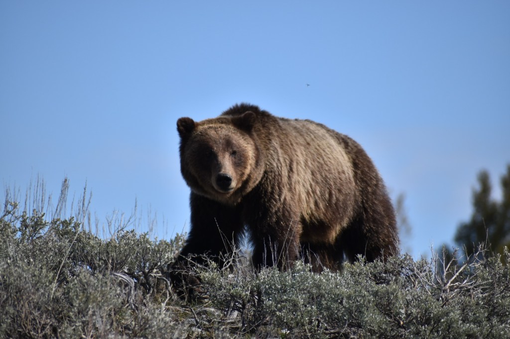 Grand Teton, Grizzly Bear 610 – May 11th,&nbsp;2023